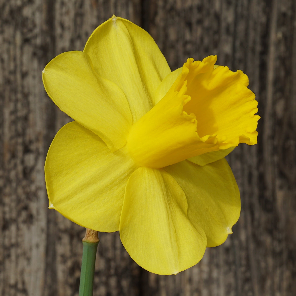 The Baltic - Special Narcissus - Fluwel