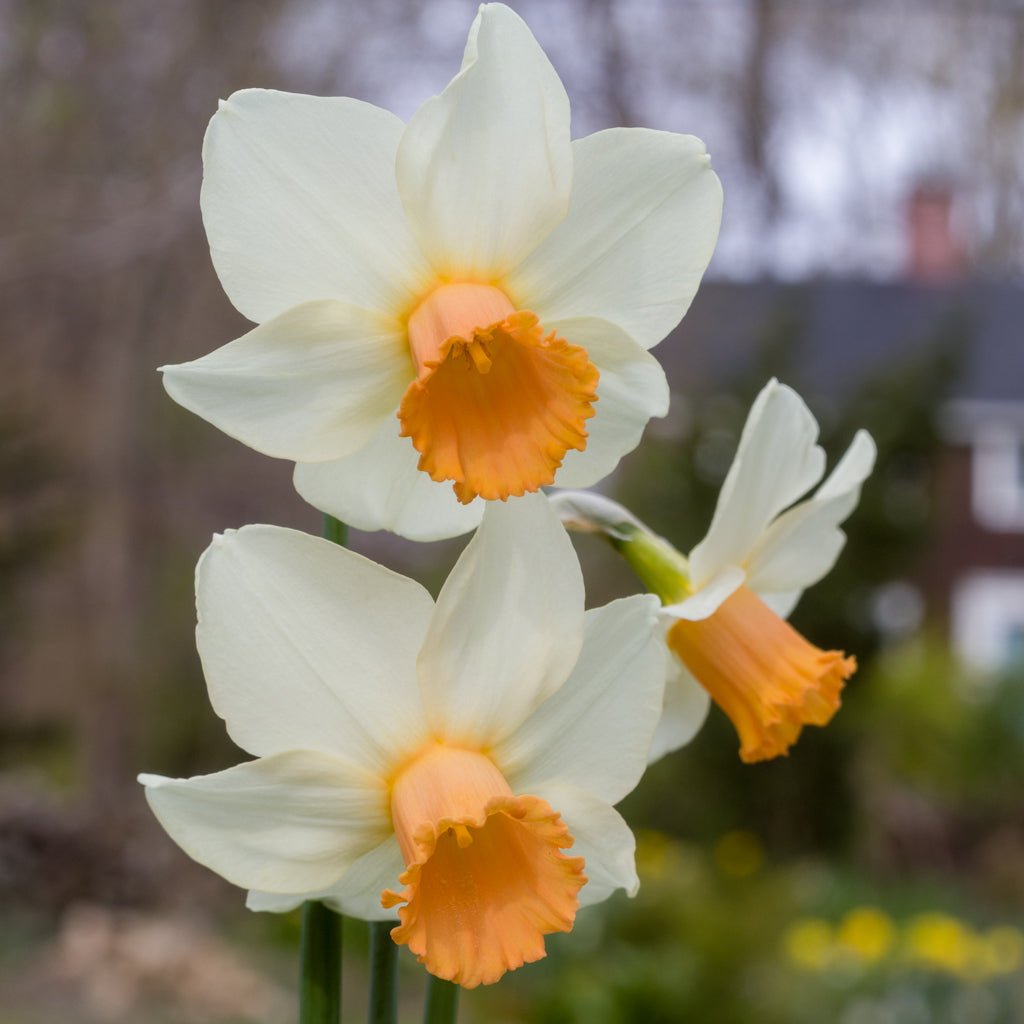 The Foxtrott - Narcissus - Fluwel