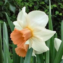 The Foxtrott - Narcissus - Fluwel