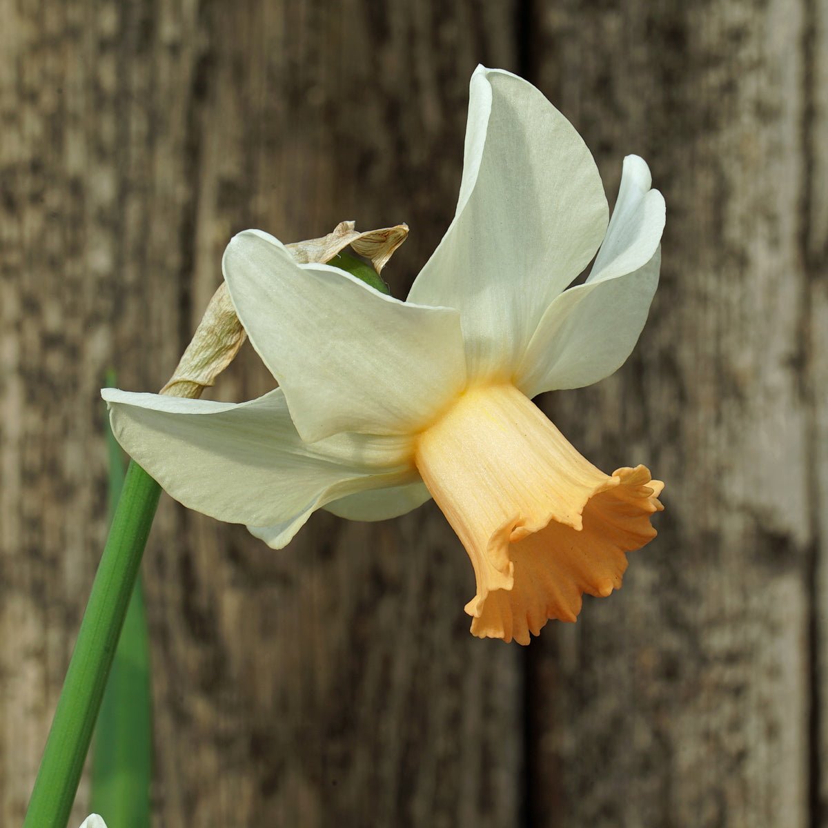 The Foxtrott - Narcissus - Fluwel