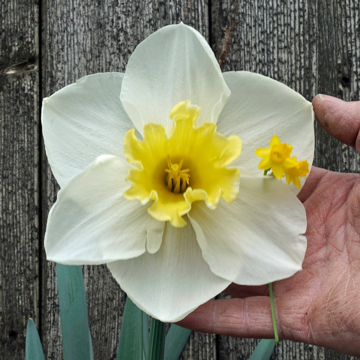 The Godfather - wit-gele Large-cupped narcis - Fluwel