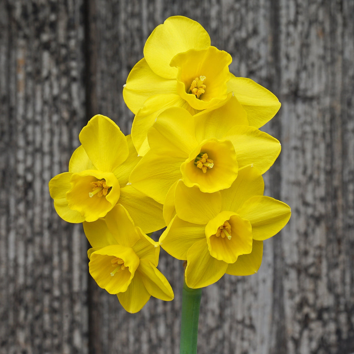 Theo's Gold - gele Jonquilla narcis - Fluwel