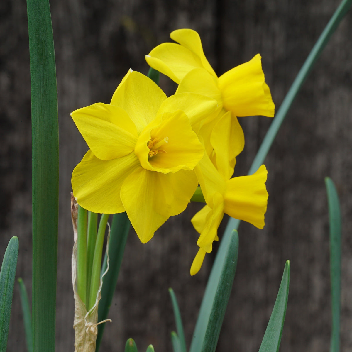 Theo's Gold - Special Narcissus - Fluwel