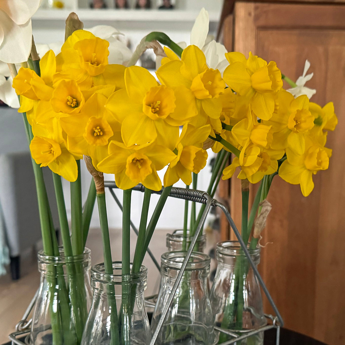 Theo's Gold - gele Jonquilla narcis - Fluwel