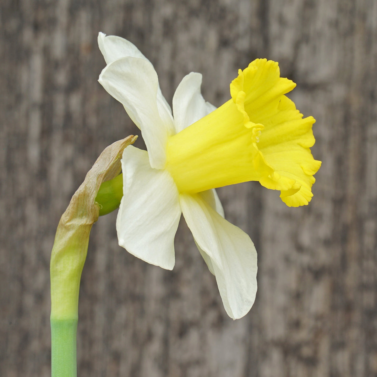 Thijs - wit-gele Trumpet narcis - Fluwel