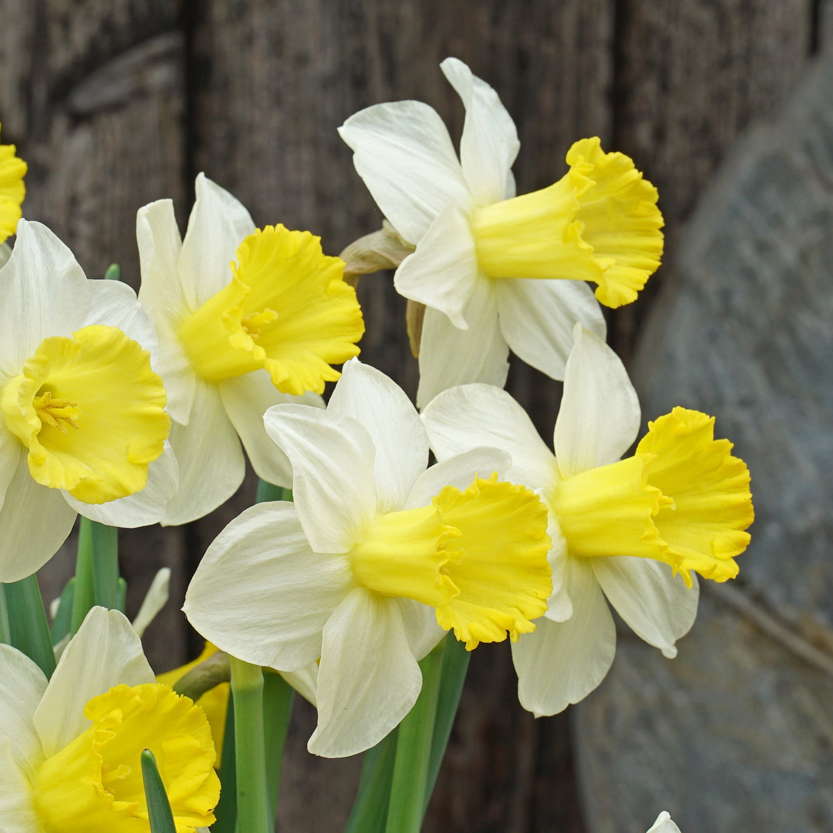 Thijs - Special Narcissus - Fluwel