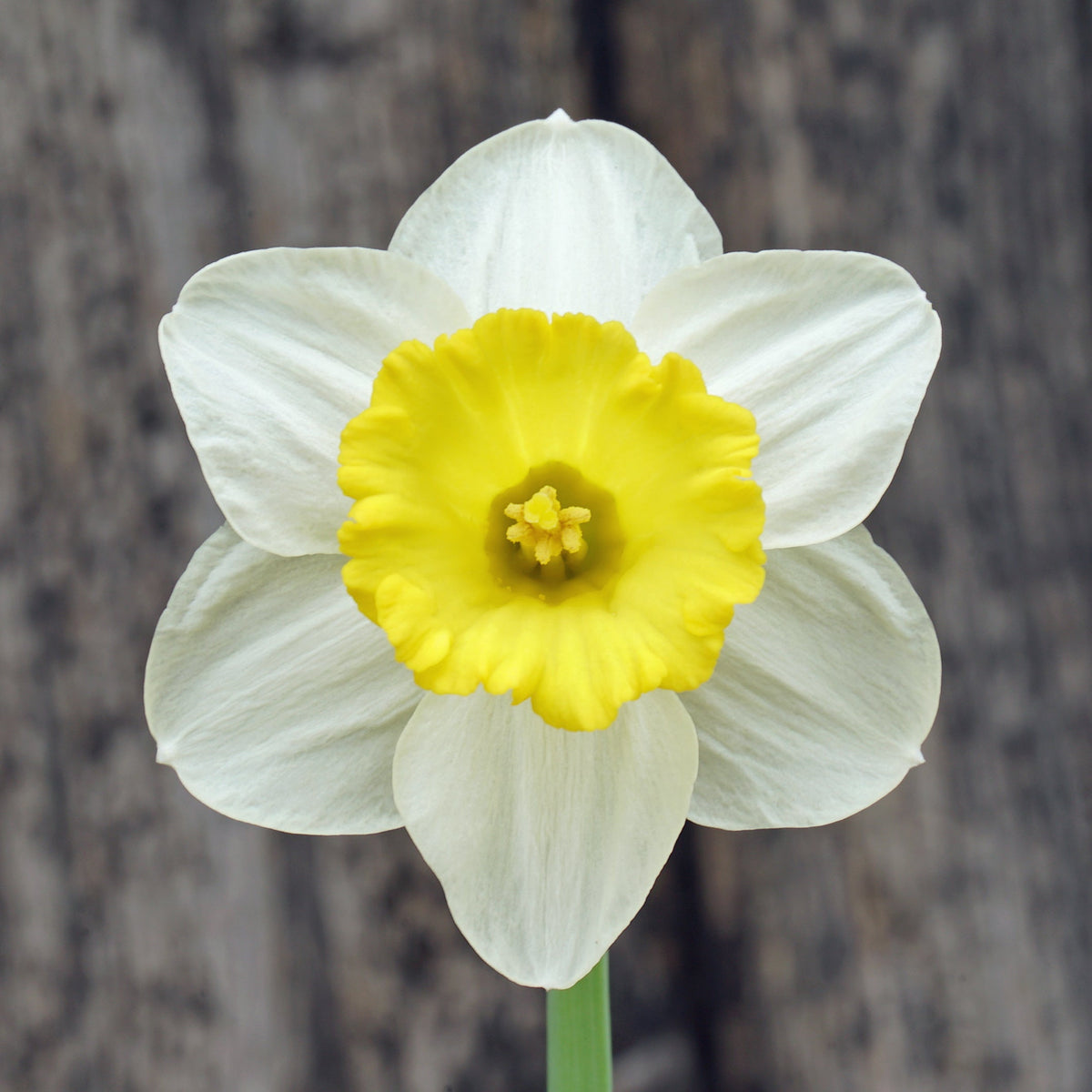 Thijs - wit-gele Trumpet narcis - Fluwel