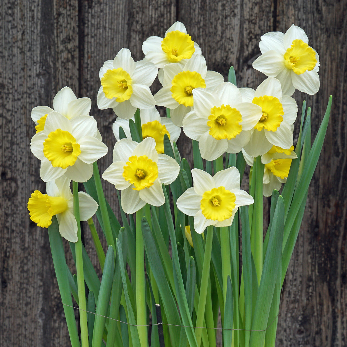 Thijs - Special Narcissus - Fluwel