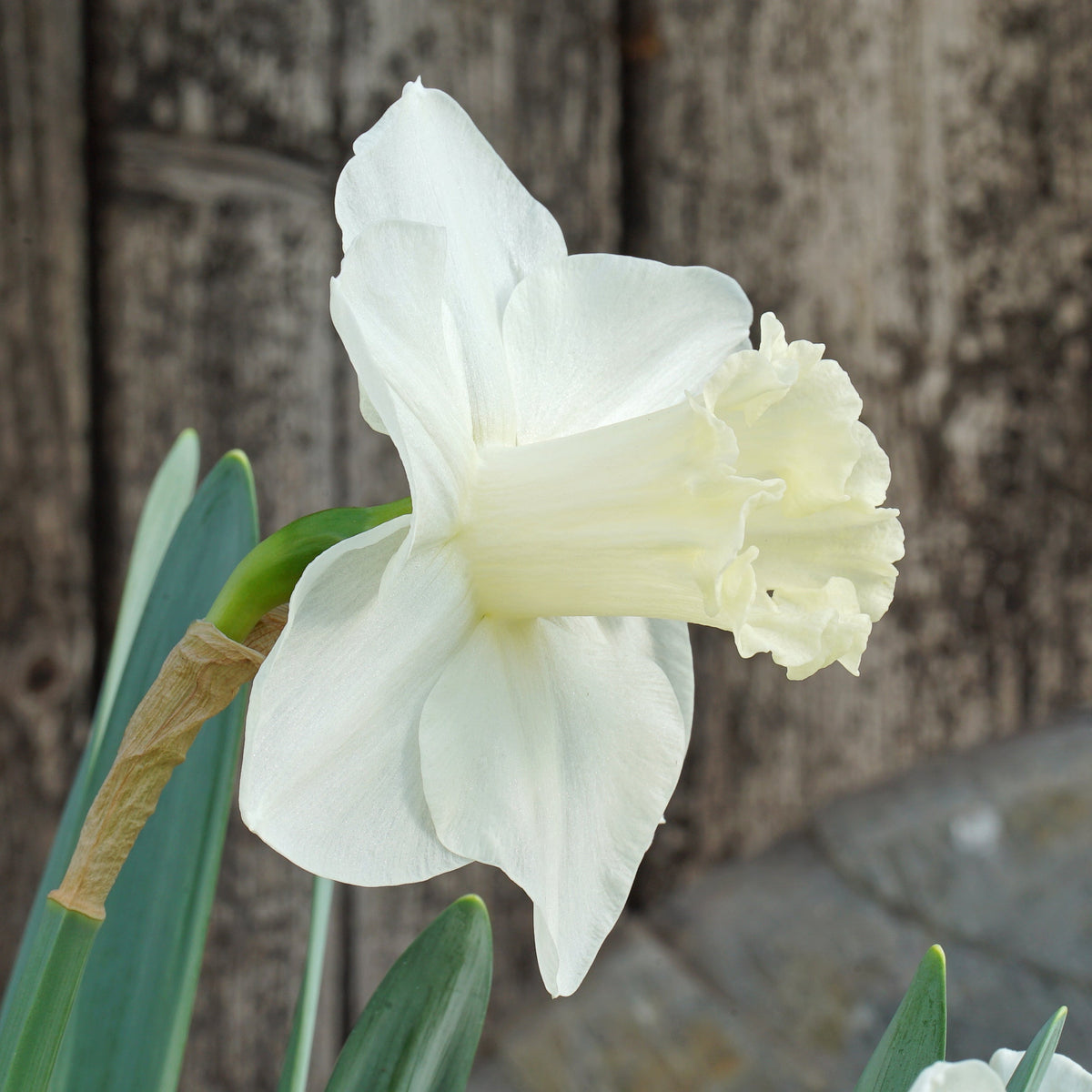 This Love - witte Trumpet narcis - Fluwel