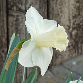 This Love - Special Narcissus - Fluwel