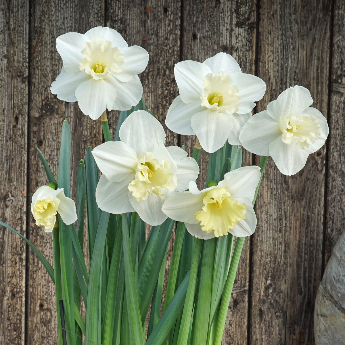 This Love - Special Narcissus - Fluwel