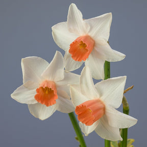 Tiger Moth - Special Narcissus - Fluwel