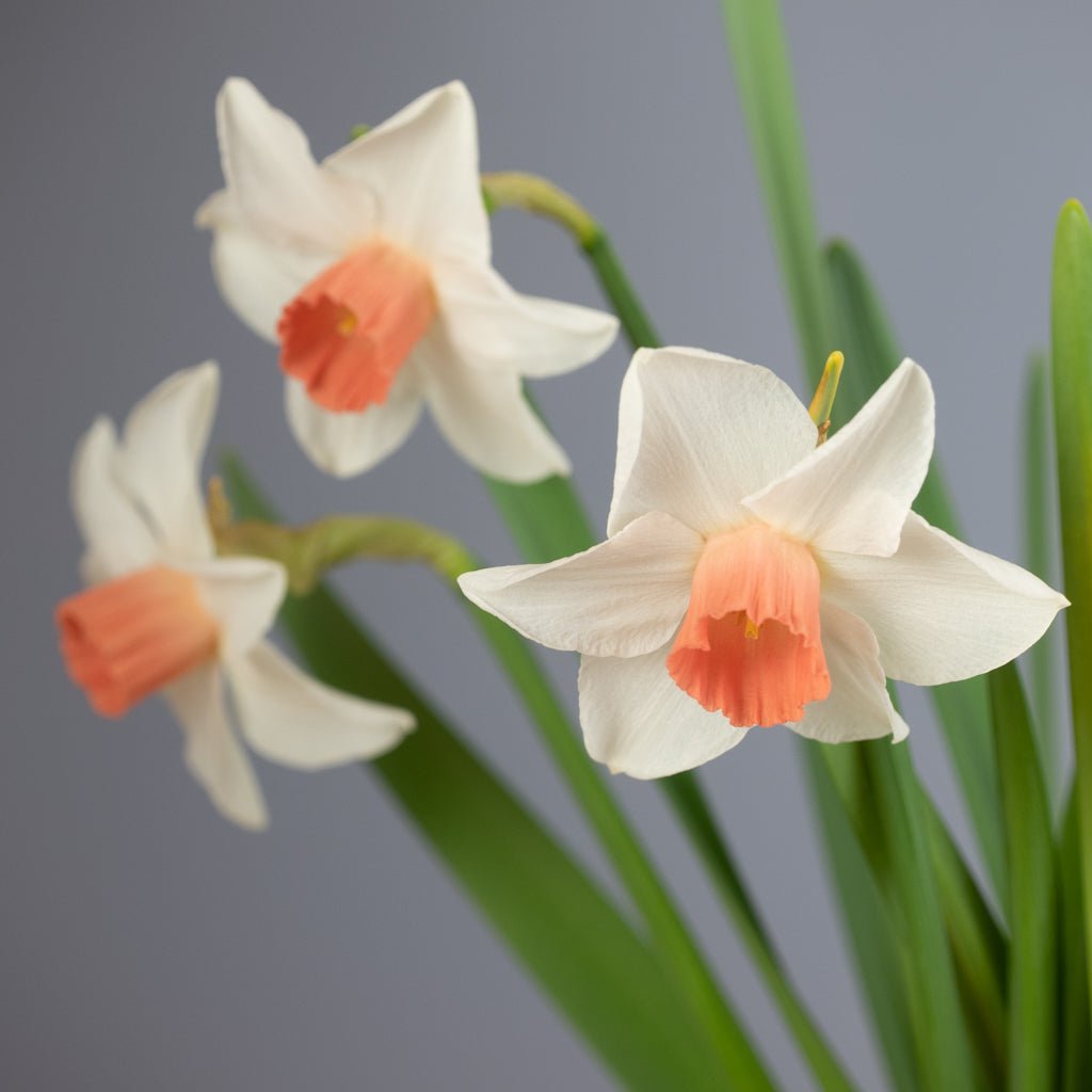 Tiger Moth - Special Narcissus - Fluwel