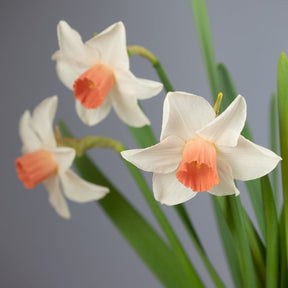 Tiger Moth - Special Narcissus - Fluwel