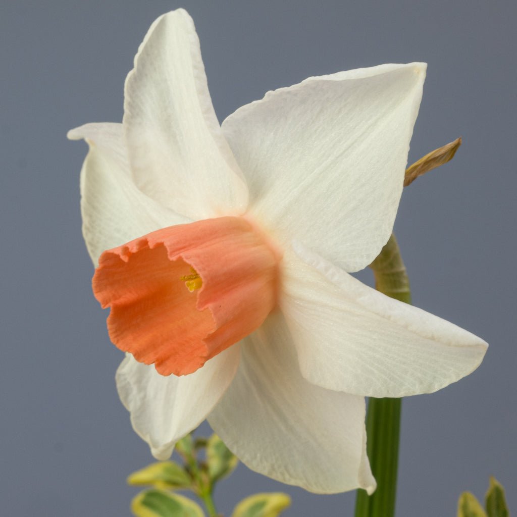 Tiger Moth - Special Narcissus - Fluwel