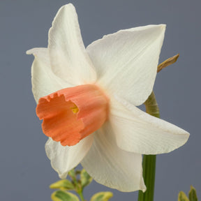 Tiger Moth - Special Narcissus - Fluwel