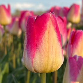 Tom Pouce - Tulips - Fluwel