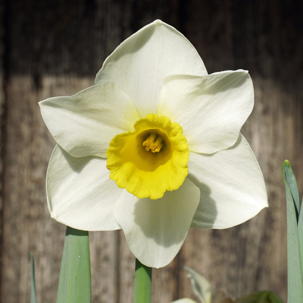 Toscane - Special Narcissus - Fluwel