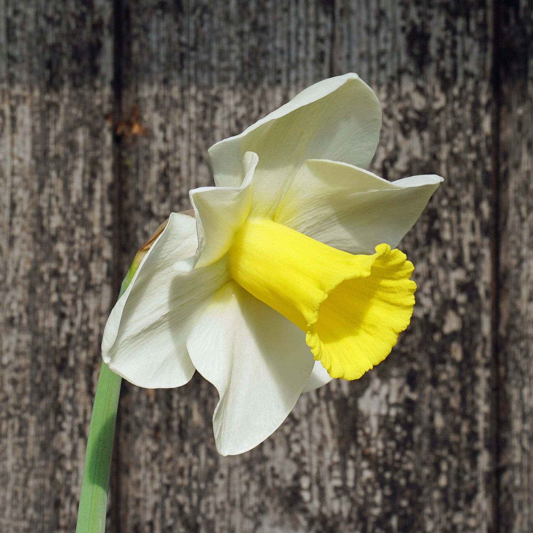 Toscane - Special Narcissus - Fluwel
