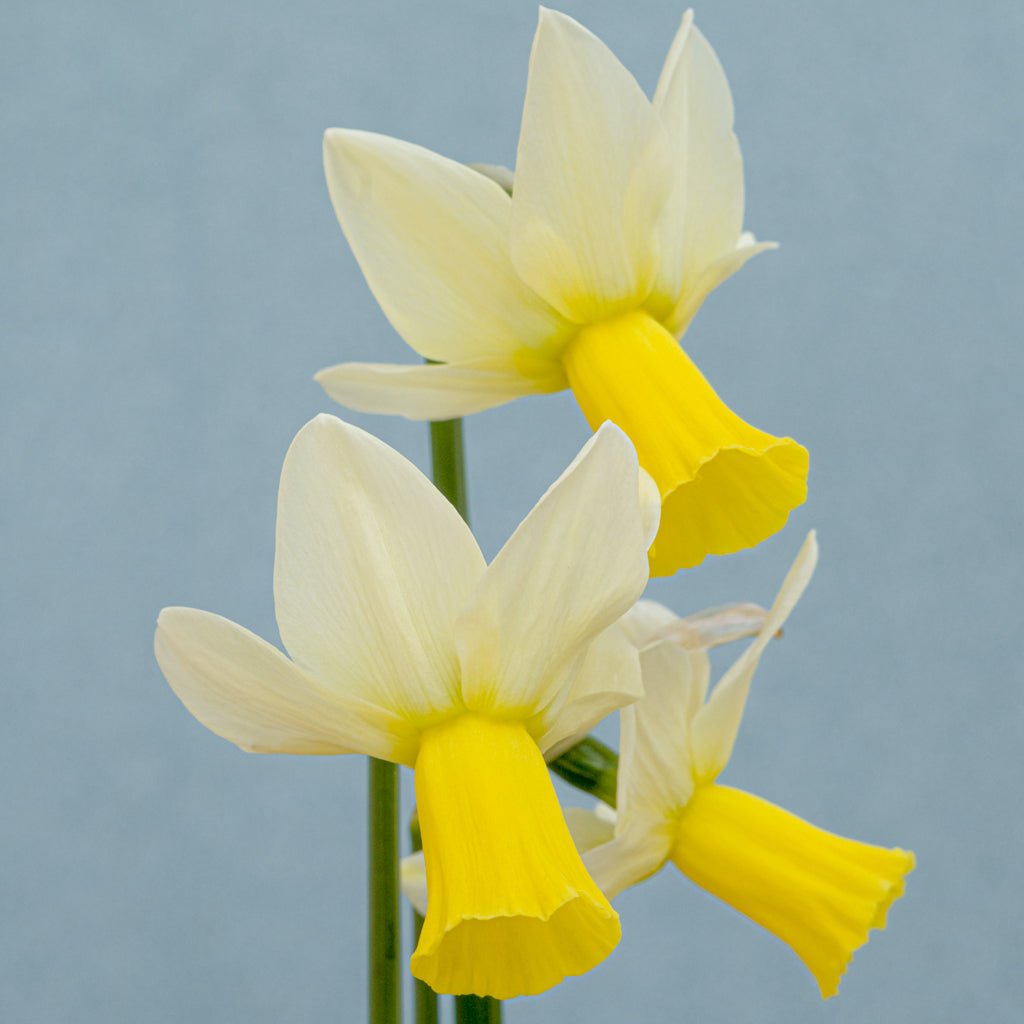 Trena - wit-gele Cyclamineus narcis - Fluwel