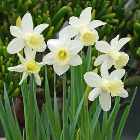 Trousdale - Special Narcissus - Fluwel
