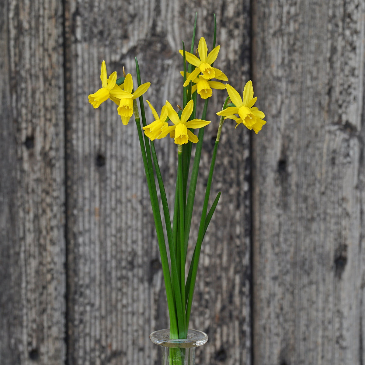 Twin Cam - gele narcis - Fluwel