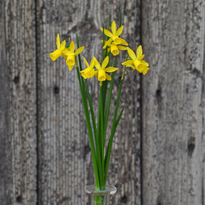 Twin Cam - Special Narcissus - Fluwel