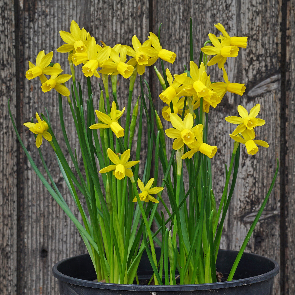 Twin Cam - Special Narcissus - Fluwel