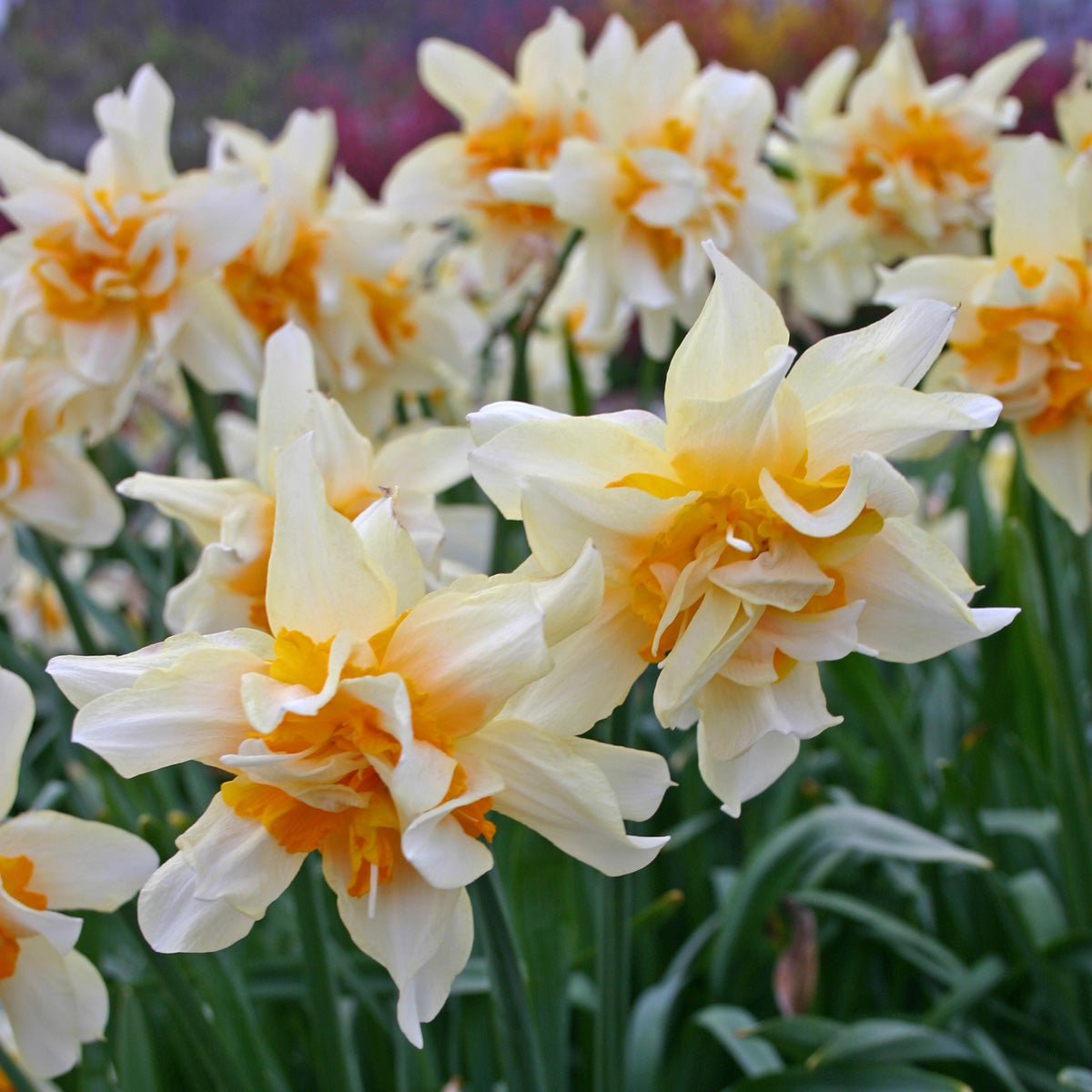 Twink - Special Narcissus - Fluwel