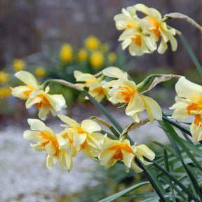 Twink - Special Narcissus - Fluwel