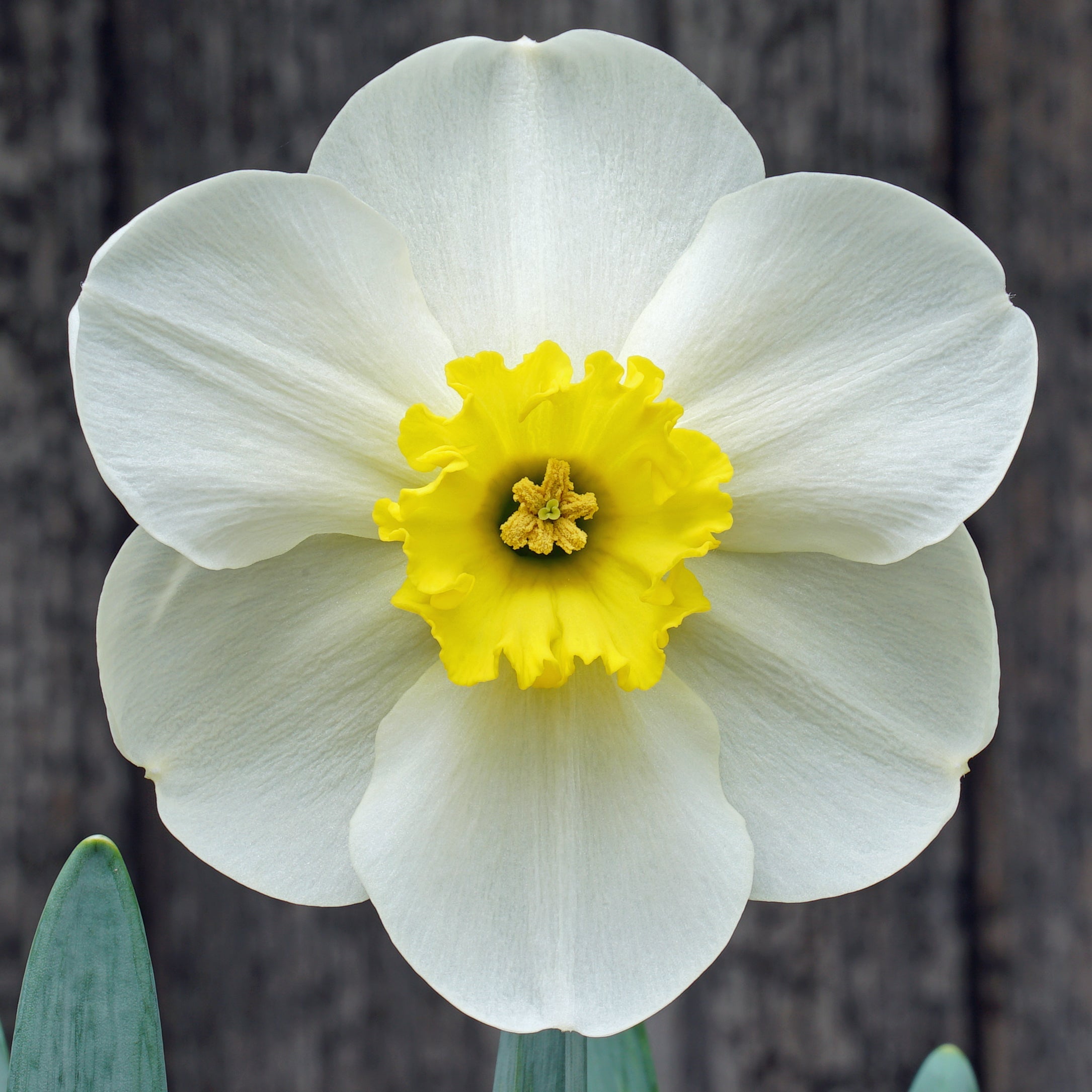 Vendell - Special Narcissus - Fluwel