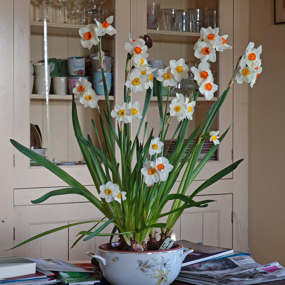 Vielen Dank - wit-gele Jonquilla narcis - Fluwel