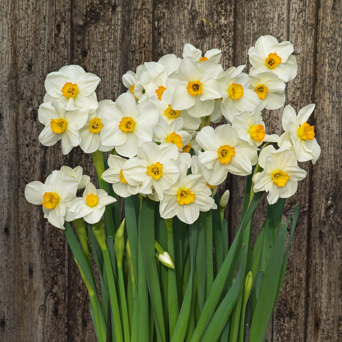 Vielen Dank - Special Narcissus - Fluwel