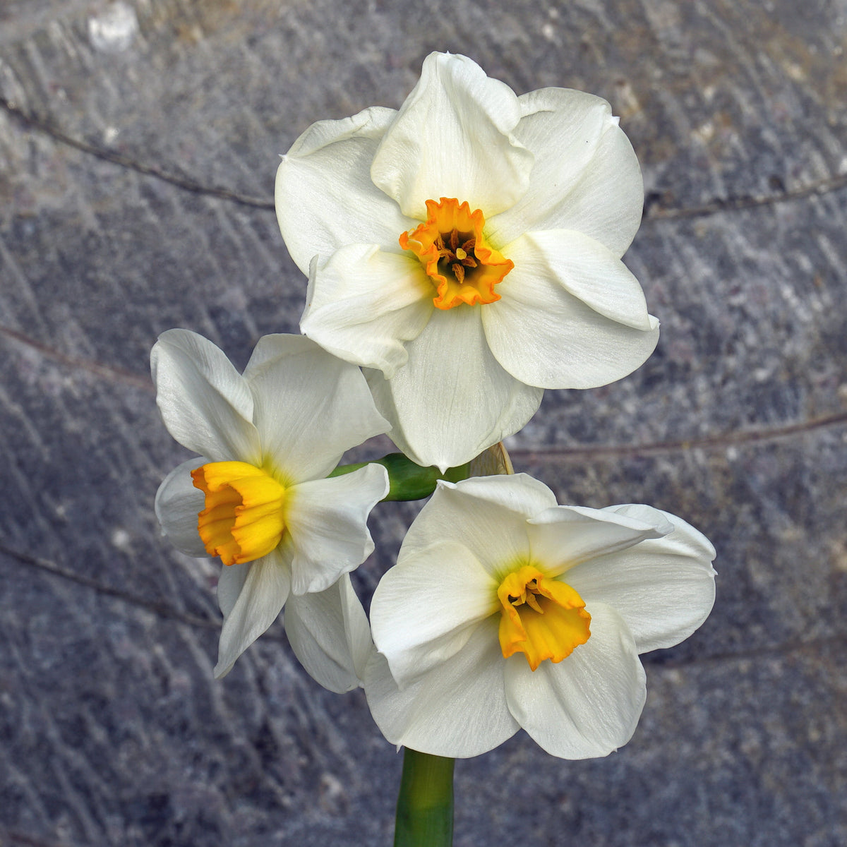 Vielen Dank - Special Narcissus - Fluwel