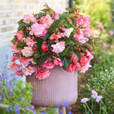 Begonie Cascade Florence