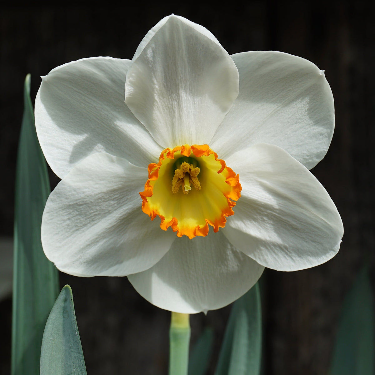 Waltzing Mathilda - Special Narcissus - Fluwel