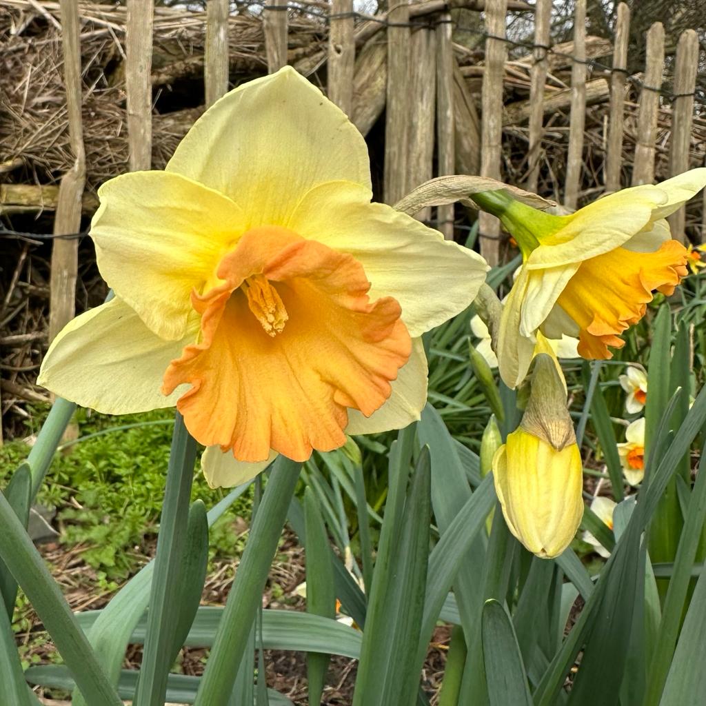 Warming Up - Narcissus - Fluwel