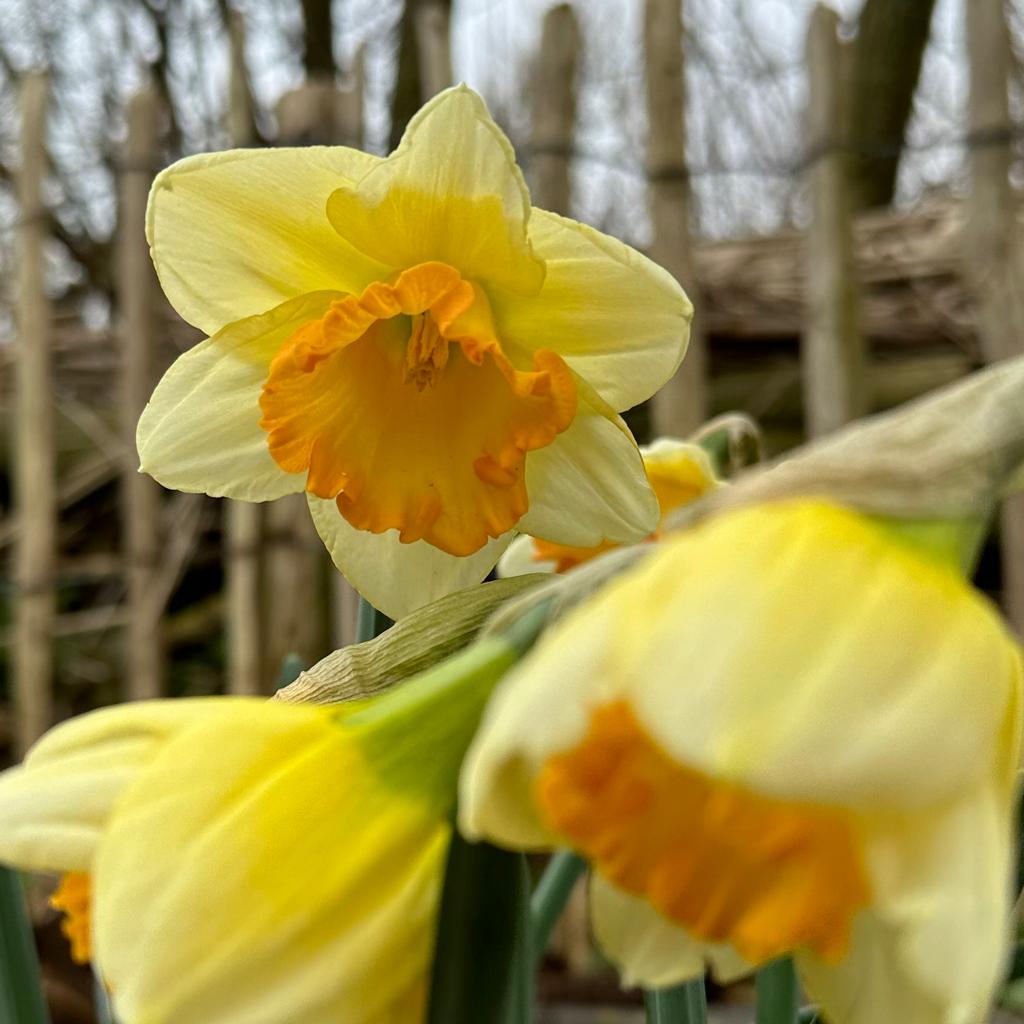 Warming Up - Narcissus - Fluwel