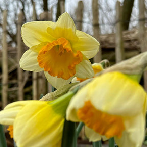 Warming Up - Narcissus - Fluwel