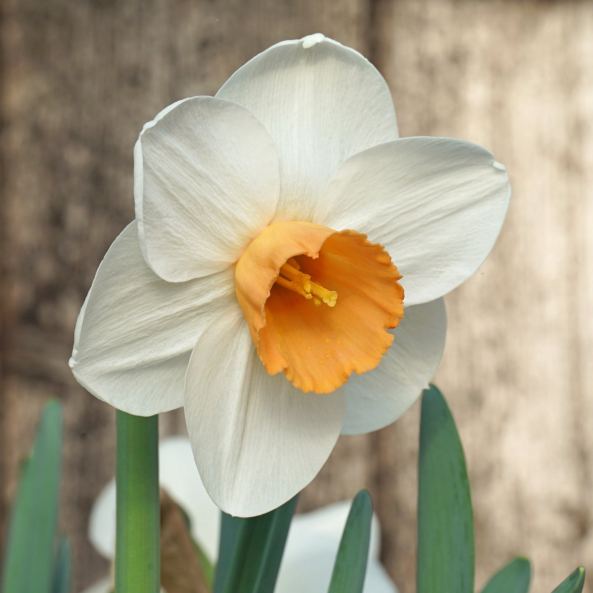 Wasteland Pearl - Special Narcissus - Fluwel