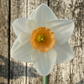 Wasteland Pearl - Special Narcissus - Fluwel