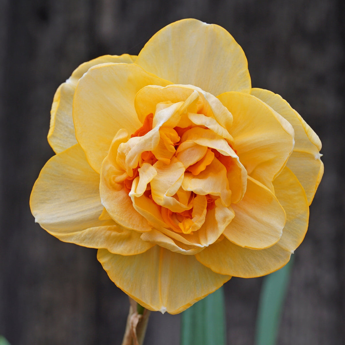 Waylon - Special Narcissus - Fluwel