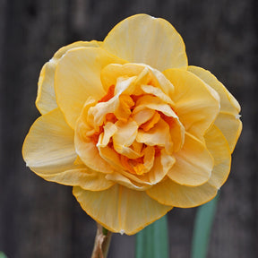 Waylon - Special Narcissus - Fluwel