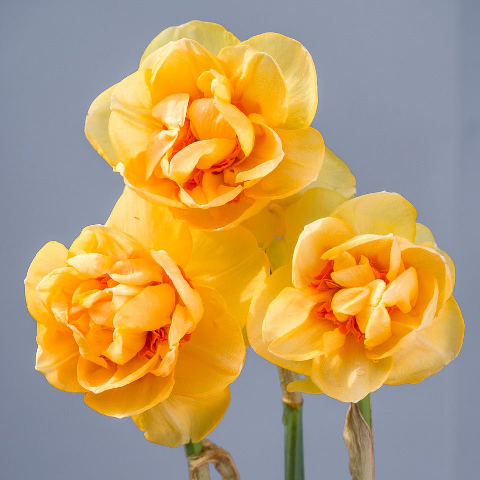 Waylon - Special Narcissus - Fluwel