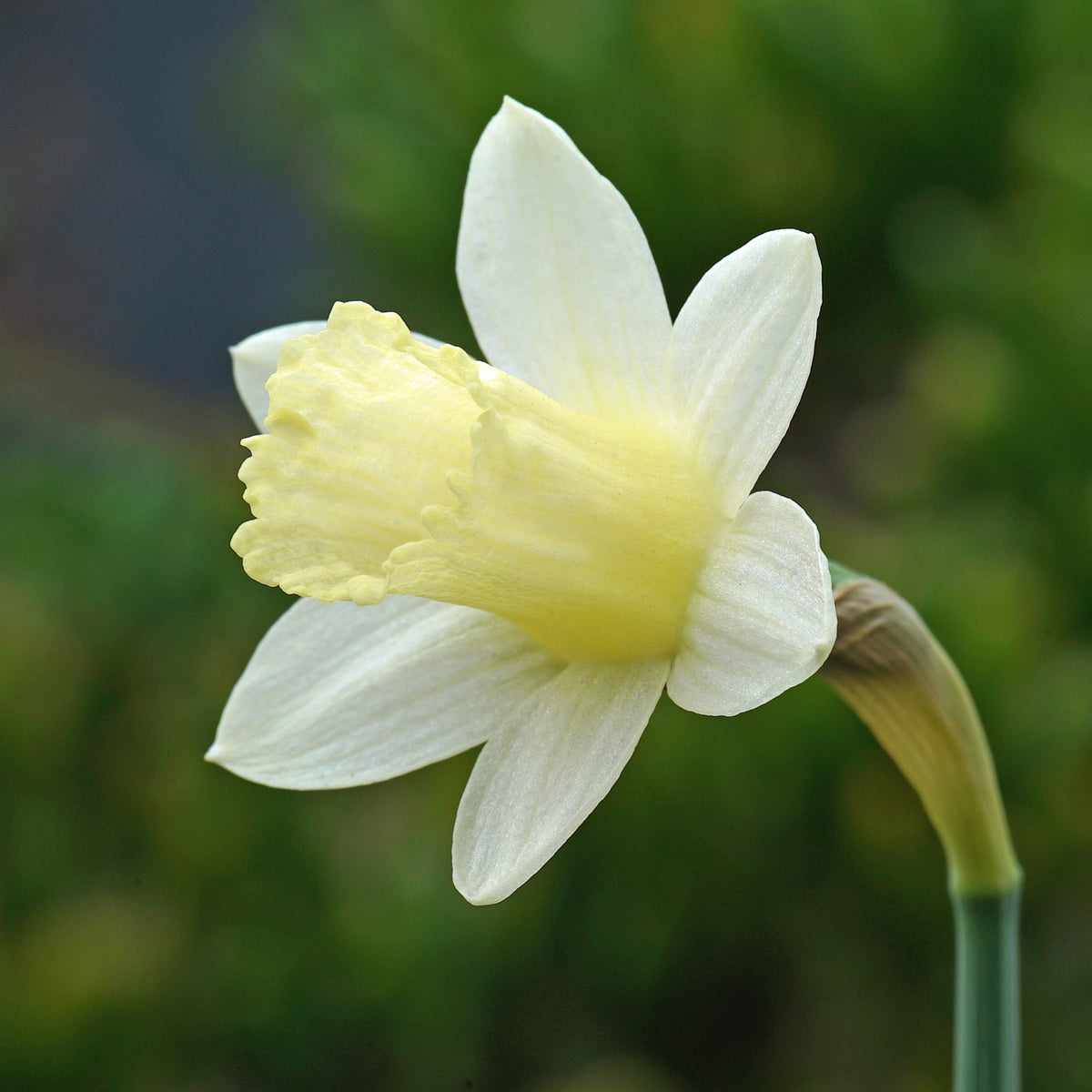 Wee Dote - Special Narcissus - Fluwel