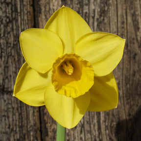 Westenwind - Special Narcissus - Fluwel