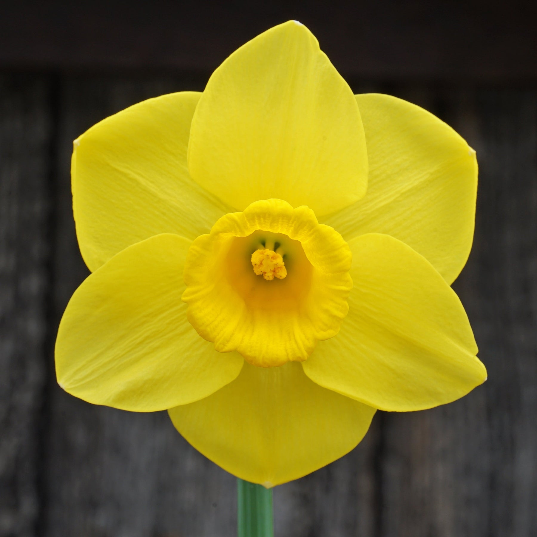 Westerstorm - Special Narcissus - Fluwel