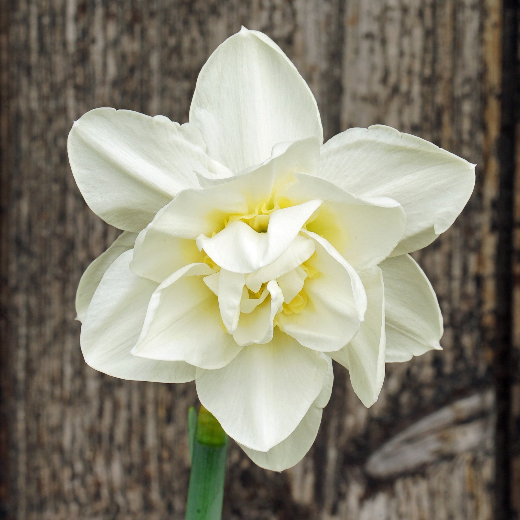 What a Feeling - Special Narcissus - Fluwel