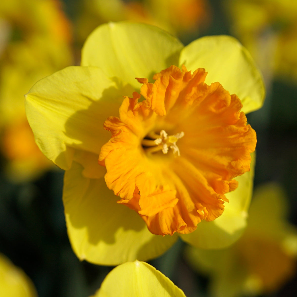 What the Flip - Special Narcissus - Fluwel