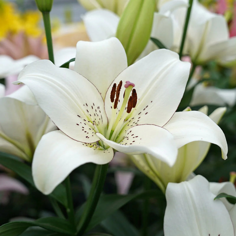 Lilium